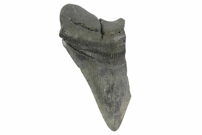 Bargain, Fossil Megalodon Tooth - South Carolina #172160